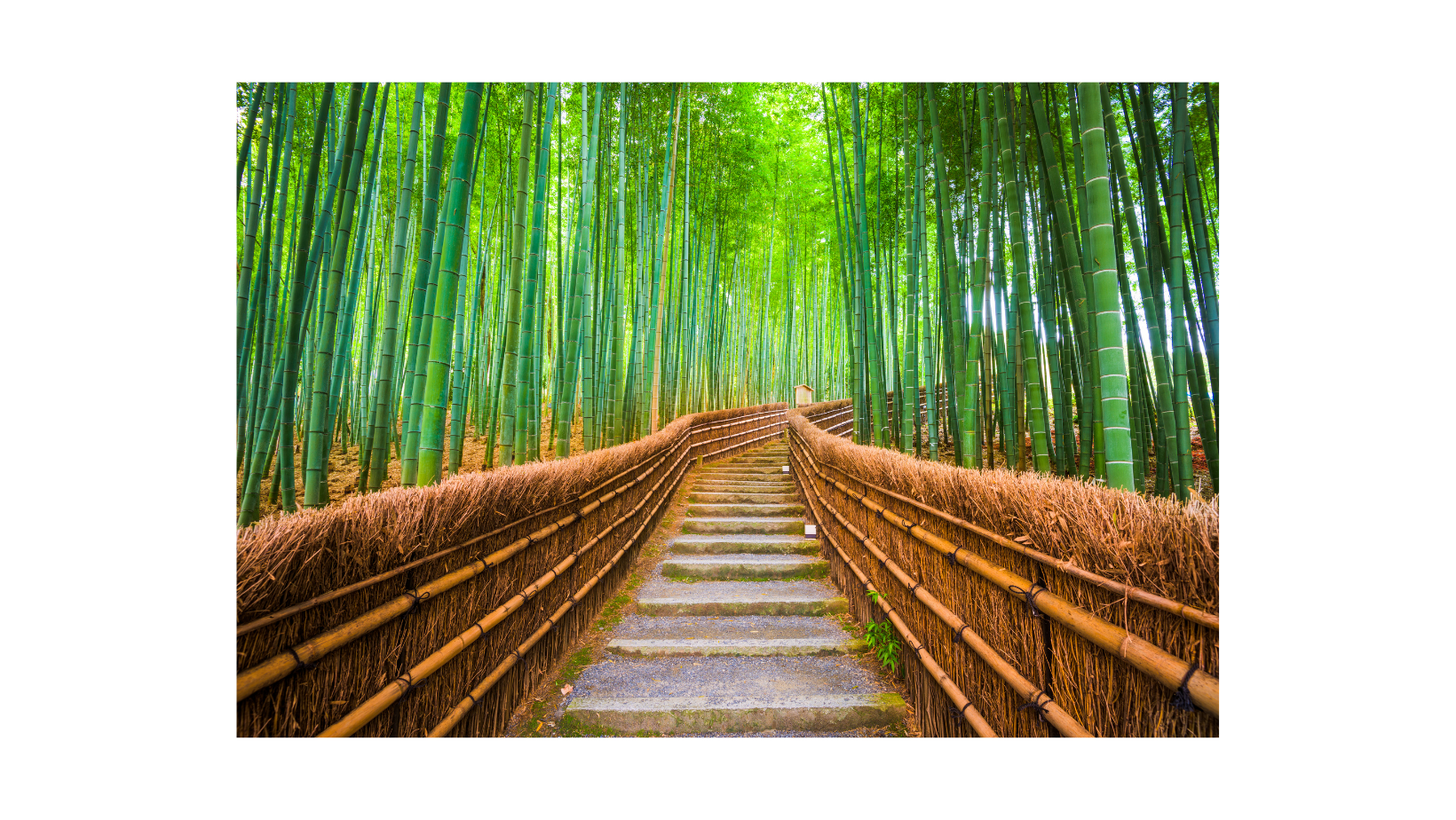 Japonya'nın bambu ormanları