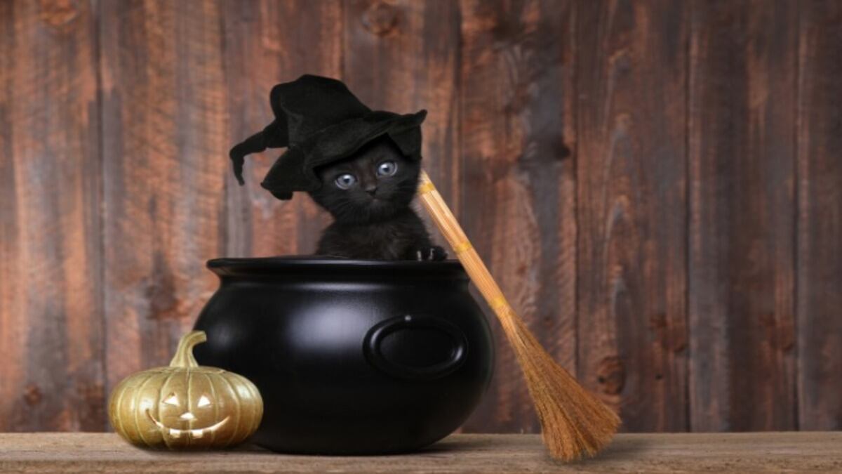 Siyah kedi uğursuzluk mudur