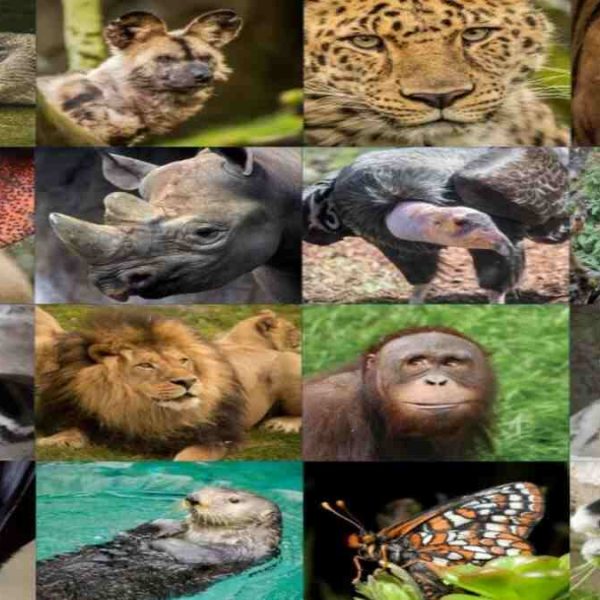 Küreselleşmenin hayvan türleri üzerindeki etkileri