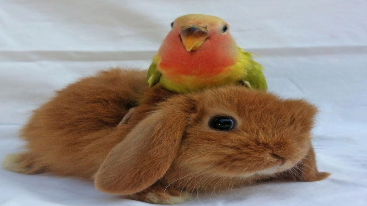 Tavşanlar ve papağanlar